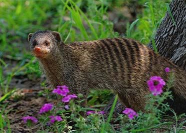 Das Waisenhaus fuer wilde Tiere