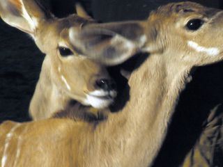 Das Waisenhaus fuer wilde Tiere - Abenteuer Afrika