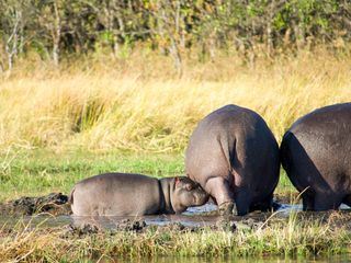 Hippos - Afrikas Flussgiganten