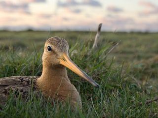 Die Ostfriesischen Inseln