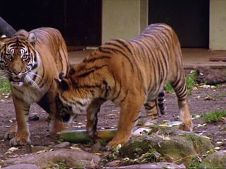 Eisbaer, Affe & Co.