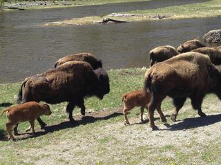 Bisons, die sanften Riesen von Montana