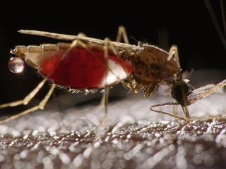 Malaria - Hoffnung in Sicht