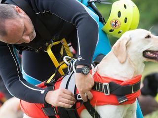 Der Hund - Des Menschen bester Freund