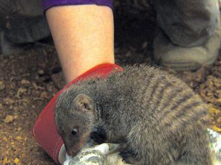 Das Waisenhaus fuer wilde Tiere