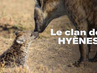 Der Clan der Hyaenen