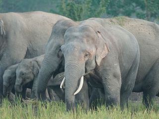 Hati Bondhu, die Elefantenschuetzer von Assam Hati Bondhu, die Elefantenschuetzer von Assam