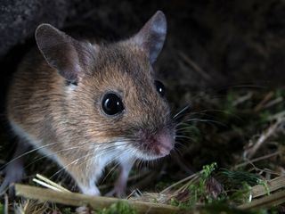 Die Nacht erwacht! Über Leben im Wald