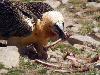 Bartgeier - Die Knochenfresser kommen