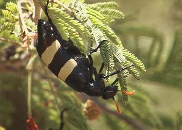 Das Waisenhaus fuer wilde Tiere