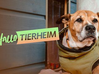 Hallo Tierheim!