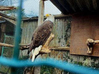 Wildtiere fuers Wohnzimmer - Von Qualzucht und illegalem Handel