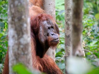 Orang-Utans - Die unbekannten Menschenaffen