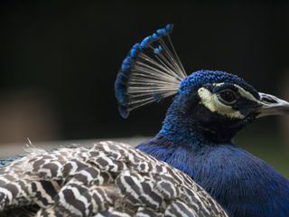 Bronx Zoo - Tierpark der Superlative