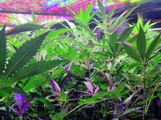 Gsund in Österreich