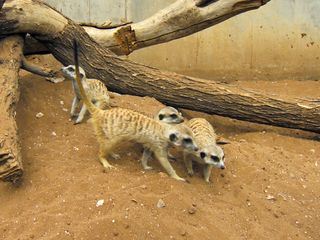 Das Waisenhaus fuer wilde Tiere - Abenteuer Afrika
