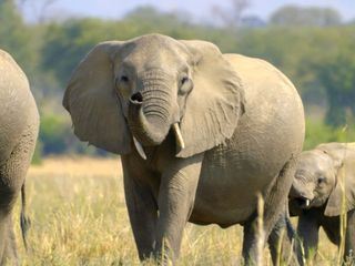 Die Sprache der Tiere