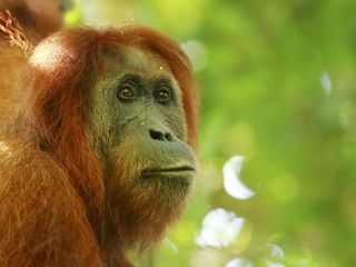 Expeditionen ins Tierreich