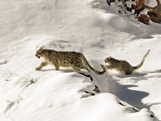 Himalaya - Heimat der Schneeleoparden