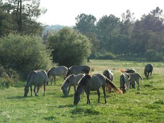Geboren in der Urzeit - Die Pferde