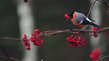 Naturdagboken: November