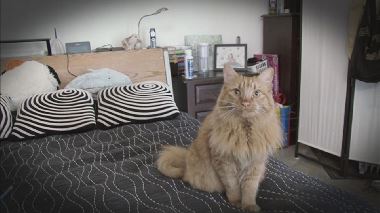 Der Katzenfluesterer Der Katzenfluesterer