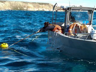 Die Abalonen-Taucher