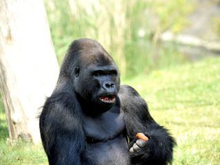 Panda, Gorilla & Co.