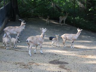 Bronx Zoo - Tierpark der Superlative
