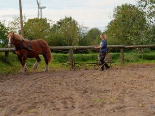 Grænzenlos - Schafe, Schweine, starke Pferde