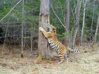 Der sibirische Tiger - Seele der russischen Wildnis