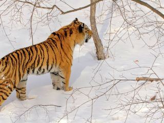 Das verborgene Reich des Sibirischen Tigers