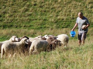 Verrueckt nach Schafen - der Schaefer aus dem Pfaffenwinkel