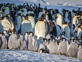 Eisbabys - Eine Kindheit in der Antarktis