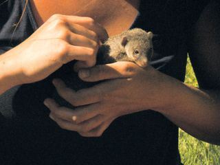 Das Waisenhaus fuer wilde Tiere