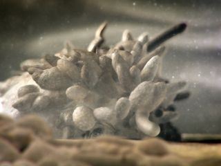 Der Feind in meinem Koerper