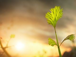 Die Erde - Entstehung des Lebens