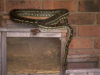 Die Schlangenfaengerin - Gefahr Down Under