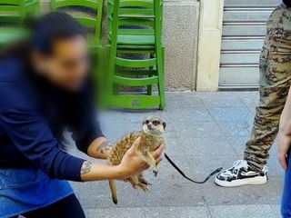 Wildtiere fuers Wohnzimmer - Von Qualzucht und illegalem Handel