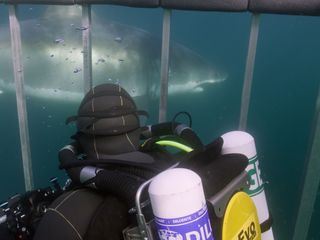 Weisse Haie vor Kanada