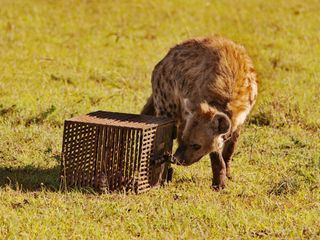 Hyaenen - Die Koeniginnen der Masai Mara