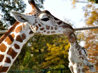Bronx Zoo - Tierpark der Superlative
