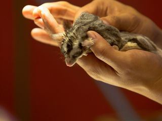 Dr. Ks tierische Notaufnahme Dr. Ks tierische Notaufnahme