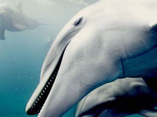 Tierisch high