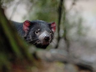 Australiens wilde Waelder
