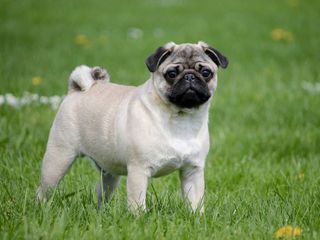 Zweite Chance fuer Hunde