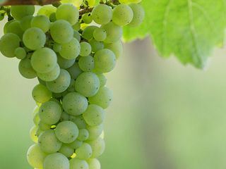 Wein - die Zukunft heisst Bio