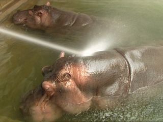 Eisbaer, Affe & Co.