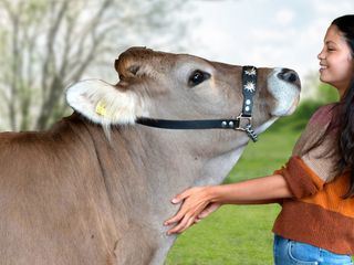 Tiere bis unters Dach