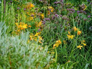Natur im Garten